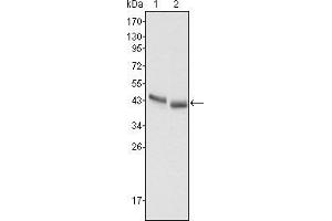 Western blot analysis using PGA5 mouse mAb against HepG2 (1) and SMMC-7721 (2) cell lysate. (PGA5 antibody)