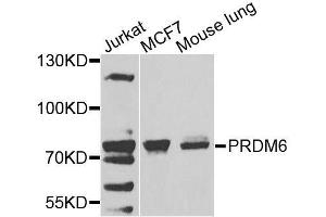 Western blot analysis of extracts of various cell lines, using PRDM6 antibody. (PRDM6 antibody  (AA 376-595))