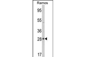 Western blot analysis of PGLS Antibody (C-term) (ABIN389482 and ABIN2839542) in Ramos cell line lysates (35 μg/lane). (PGLS antibody  (C-Term))