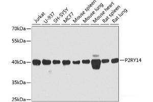 Western blot analysis of extracts of various cell lines using P2RY14 Polyclonal Antibody at dilution of 1:1000. (P2RY14 antibody)