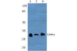 Western blot (WB) analysis of C/EBP-α antibody at 1/500 dilution (CEBPA antibody)