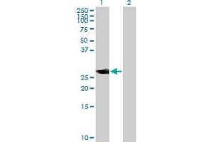 Western Blot analysis of NEUROD4 expression in transfected 293T cell line by NEUROD4 MaxPab polyclonal antibody. (NEUROD4 antibody  (AA 1-255))