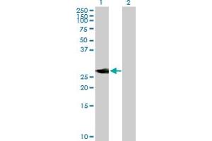 Western Blot analysis of NEUROD4 expression in transfected 293T cell line by NEUROD4 MaxPab polyclonal antibody.