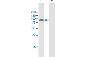 Western Blot analysis of ANKMY1 expression in transfected 293T cell line by ANKMY1 MaxPab polyclonal antibody. (ANKMY1 antibody  (AA 1-720))