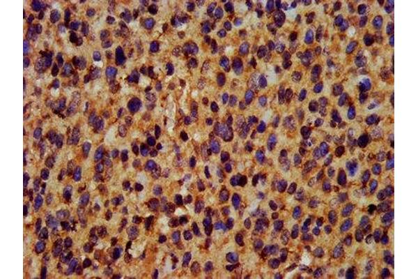 TRIM35 antibody  (AA 1-206)