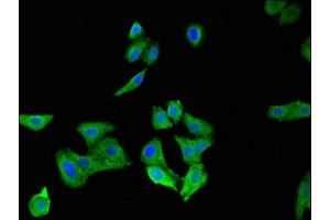 Immunofluorescent analysis of HepG2 cells using ABIN7148581 at dilution of 1:100 and Alexa Fluor 488-congugated AffiniPure Goat Anti-Rabbit IgG(H+L) (SPRR1A antibody  (AA 8-72))