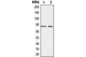 Western blot analysis of CD156c expression in HeLa (A), SP2/0 (B) whole cell lysates.