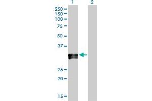 Western Blot analysis of HLA-DPA1 expression in transfected 293T cell line by HLA-DPA1 MaxPab polyclonal antibody. (HLA-DPA1 antibody  (AA 1-260))