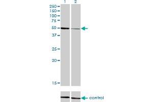 Western blot analysis of HNF4A over-expressed 293 cell line, cotransfected with HNF4A Validated Chimera RNAi (Lane 2) or non-transfected control (Lane 1).