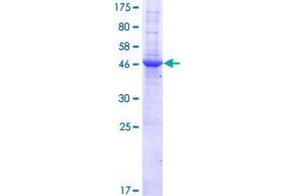 RASGEF1B Protein (AA 1-210) (GST tag)