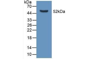 Apolipoprotein D anticorps  (AA 1-189)