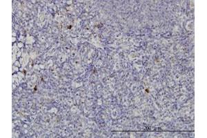 Image no. 1 for anti-NFKB Inhibitor Interacting Ras-Like 2 (NKIRAS2) (AA 1-192) antibody (ABIN599224) (NKIRAS2 antibody  (AA 1-192))