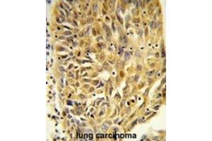 Immunohistochemistry (IHC) image for anti-Heat Shock 70kDa Protein 7 (HSP70B) (HSPA7) antibody (ABIN3003895) (HSPA7 antibody)