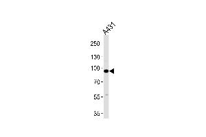 Western blot analysis of lysates from A431 cell line ,using C1S Antibody (ABIN485413 and ABIN1534794). (C1S antibody)