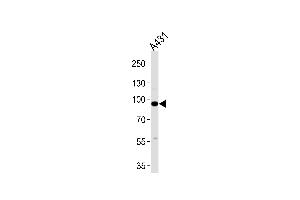 C1S antibody