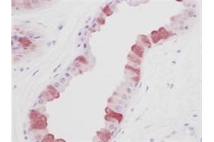 Image no. 1 for anti-Epidermal Growth Factor (EGF) (Extracellular Domain) antibody (ABIN205919) (EGF antibody  (Extracellular Domain))