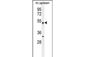 Western blot analysis in mouse spleen tissue lysates (35ug/lane). (METTL4 antibody  (C-Term))