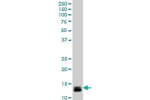 ID1 monoclonal antibody (M04), clone 4G11 Western Blot analysis of ID1 expression in Y-79 . (ID1 antibody  (AA 1-155))