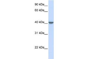 WB Suggested Anti-GABRA1 Antibody Titration:  0. (GABRA1 antibody  (Middle Region))