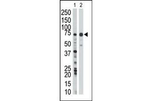 Image no. 1 for anti-WEE1 Homolog (S. Pombe) (WEE1) (Middle Region) antibody (ABIN360580) (WEE1 antibody  (Middle Region))