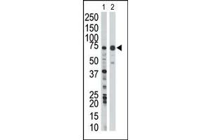 Image no. 1 for anti-WEE1 Homolog (S. Pombe) (WEE1) (Middle Region) antibody (ABIN360580)