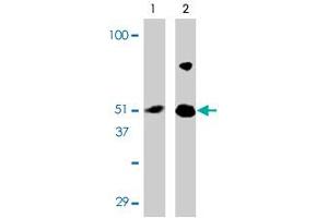 Western blot analysis of IRF7 in 293 cell lysate with IRF7 polyclonal antibody at (A) 0. (IRF7 antibody  (Internal Region))