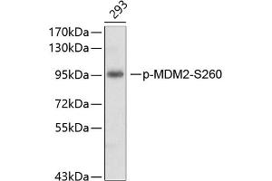 Western blot analysis of extracts of 293 cell line, using phospho-MDM2-S260 antibody (ABIN3019520, ABIN3019521, ABIN3019522 and ABIN6225445). (MDM2 antibody  (pSer260))
