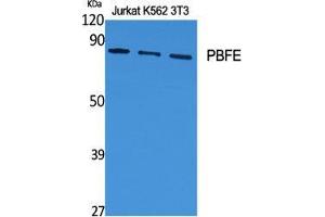 Western Blot (WB) analysis of specific cells using PBFE Polyclonal Antibody. (EHHADH antibody  (Internal Region))