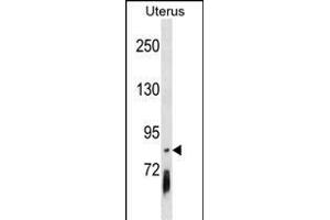 PCDHGB4 antibody  (AA 353-379)