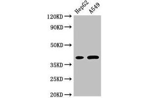 Western Blot Positive WB detected in: HepG2 whole cell lysate, A549 whole cell lysate All lanes: FOXI1 antibody at 3 μg/mL Secondary Goat polyclonal to rabbit IgG at 1/50000 dilution Predicted band size: 41, 31 kDa Observed band size: 41 kDa (FOXI1 antibody  (AA 183-343))