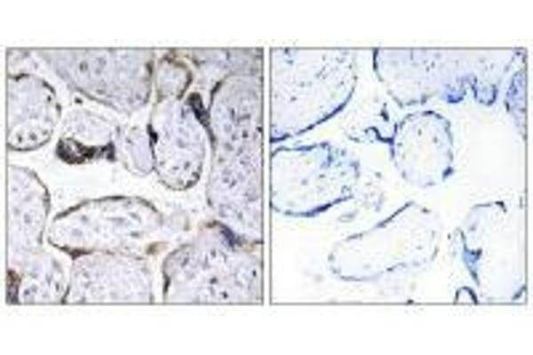 ELOVL3 antibody