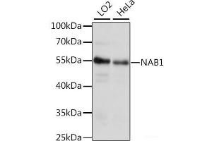 Western blot analysis of extracts of various cell lines using NAB1 Polyclonal Antibody at dilution of 1:1000. (NAB1 antibody)