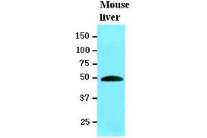 Western Blotting (WB) image for anti-Ribonuclease/angiogenin Inhibitor 1 (RNH1) (AA 7-461) antibody (ABIN400852) (RNH1 antibody  (AA 7-461))