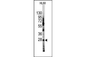 Image no. 1 for anti-Hes Family bHLH Transcription Factor 1 (HES1) (N-Term) antibody (ABIN358779) (HES1 antibody  (N-Term))