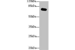 Western blot All lanes: RMI1 antibody at 4 μg/mL + Mouse kidney tissue Secondary Goat polyclonal to rabbit IgG at 1/10000 dilution Predicted band size: 70 kDa Observed band size: 70 kDa (RMI1 antibody  (AA 181-443))