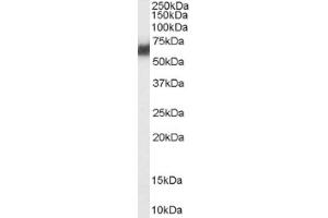 Image no. 1 for anti-Protein Disulfide Isomerase Family A, Member 2 (PDIA2) (Internal Region) antibody (ABIN374833) (PDIA2 antibody  (Internal Region))