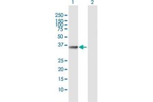Western Blot analysis of FN3K expression in transfected 293T cell line by FN3K MaxPab polyclonal antibody.