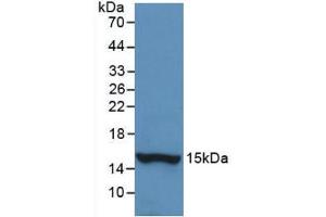 Western blot analysis of recombinant Human HTN1. (HTN1 antibody  (AA 20-57))