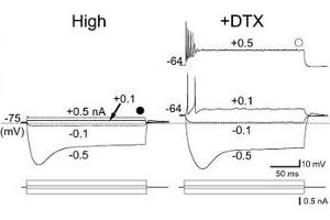 Dendrotoxin-I shifts the resting potential of avian high characteristic frequency region of nucleus magnocellularis neurons.