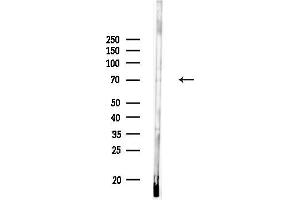 anti-Heat Shock 70kDa Protein 12A (HSPA12A) (N-Term) antibody
