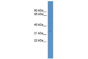 FAS antibody used at 0. (FAS antibody  (N-Term))