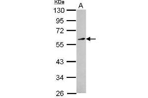 WB Image Sample (30 ug of whole cell lysate) A: HepG2 10% SDS PAGE antibody diluted at 1:1000 (KLF12 antibody)