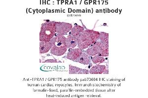 Image no. 1 for anti-Transmembrane Protein, Adipocyte Asscociated 1 (TPRA1) (3rd Cytoplasmic Domain) antibody (ABIN1740235) (GPR175 antibody  (3rd Cytoplasmic Domain))