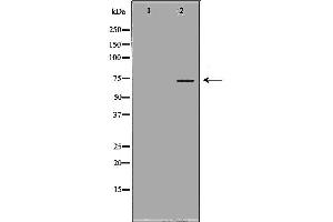 Western blot analysis of Mouse liver tissue lysates, using KNG1 Antibody. (KNG1 antibody  (N-Term))