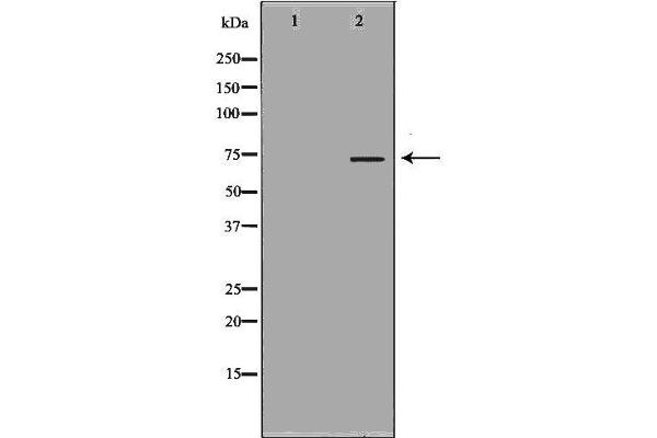 KNG1 Antikörper  (N-Term)
