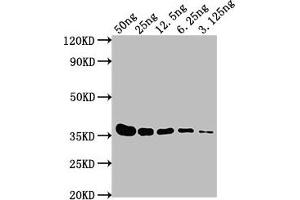 Western Blot Positive WB detected in: E-tagged fusion protein at 50 ng, 25 ng, 12. (E Tag antibody)