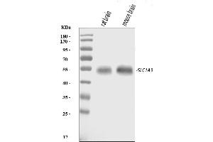 Western blot analysis of EAAT1/SLC1A3 using anti-EAAT1/SLC1A3 antibody (ABIN4886724).