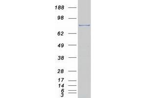 Validation with Western Blot (TLE1 Protein (Myc-DYKDDDDK Tag))