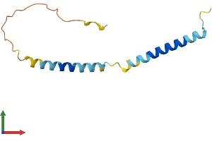 AlphaFold protein structure predicition of Mouse Recombinant Tceal9 Protein, UniprotID Q9DD24 (WW Domain Binding Protein 5 (WBP5) (AA 1-104) protein (His tag))