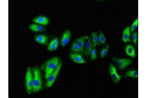 Immunofluorescent analysis of HepG2 cells using ABIN7162595 at dilution of 1:100 and Alexa Fluor 488-congugated AffiniPure Goat Anti-Rabbit IgG(H+L) (VNN1 antibody  (AA 97-197))